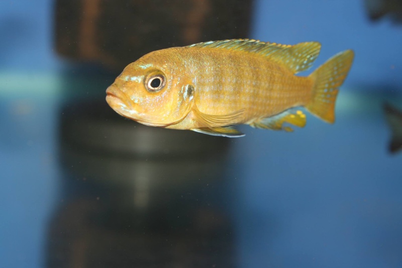 Chindongo sp. 'elongatus ornatus tanzania' Luhuchi Rocks